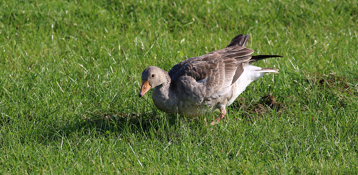 Grauwe Gans in Crezéepolder, Ridderkerk